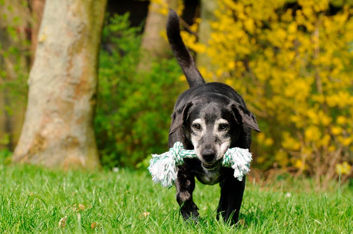 Beiß- oder Kauspielzeuge für Hunde