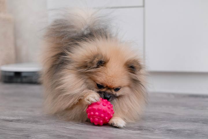 Die Proportionen fürs Hundespielzeug müssen stimmen