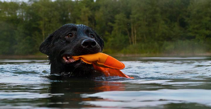 Die meisten Hunde lieben es zu schwimmen und im Wasser zu sein