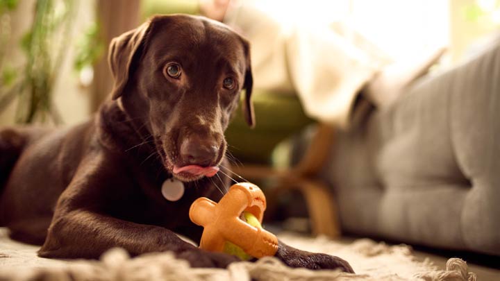 Hundespielzeug aus Kunststoff
