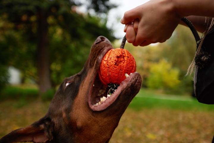 Hundespielzeug aus Naturmaterialien