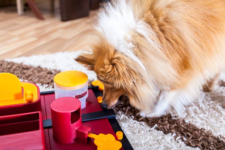 Intelligenzspiele für Hunde