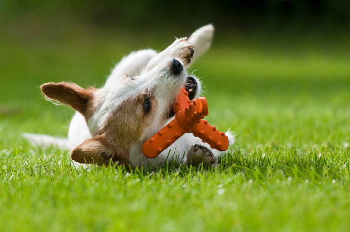 Welches Hundespielzeug ist geeignet und woran erkennt man das