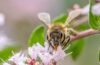 Bienen und Insektenfreundlicher Garten