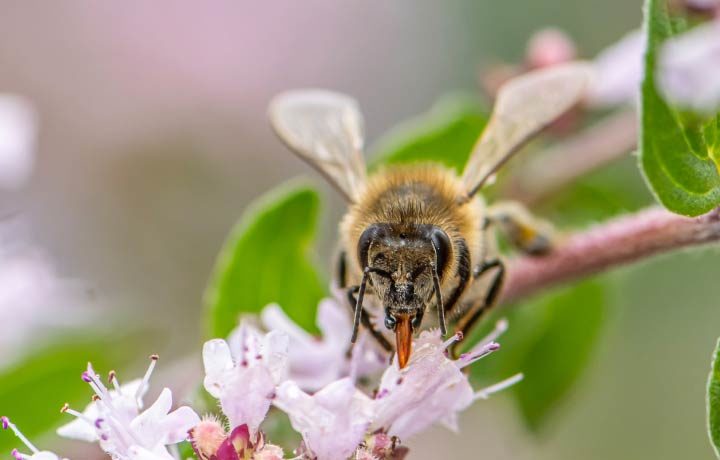 Bienen und Insektenfreundlicher Garten