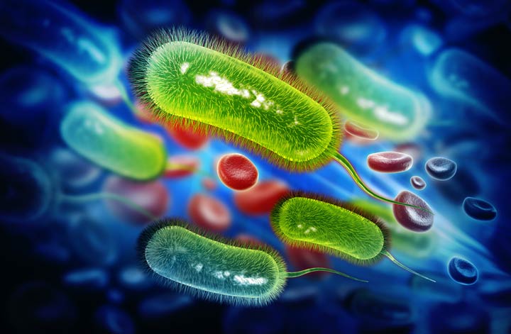 Bakterium Helicobacter Pylori