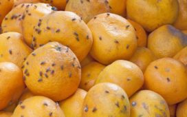 Fruchtfliegen und Mehlmotten loswerden