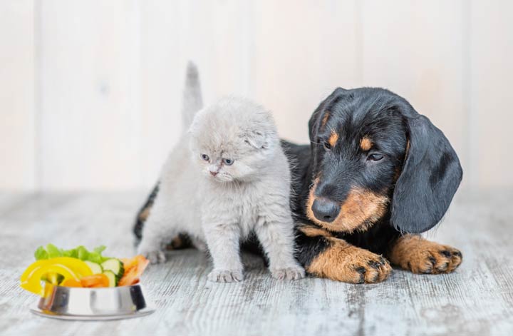 Was Hunde und Katzen fressen