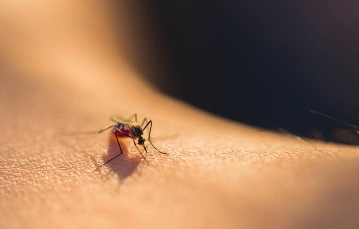 Welche Hausmittel gegen Mücken wirklich helfen
