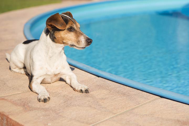 Hund am Pool