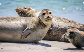 Kegelrobben im Wattenmeer