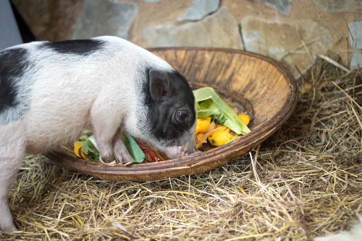 Minischwein Futter