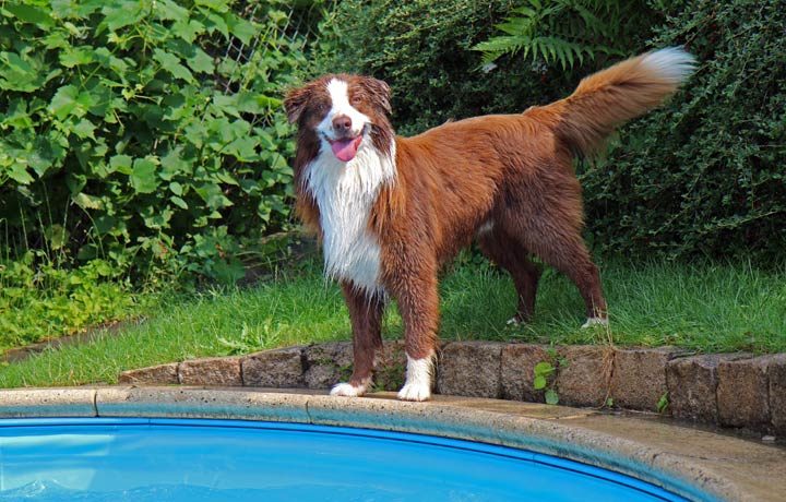 Pool und Hund