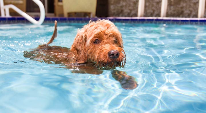 Poolwasser kann schädlich für den Hund sein