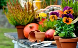 Diese Pflanzen sollten Gartenbesitzer im Herbst setzen