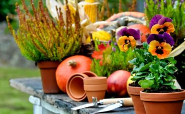Diese Pflanzen sollten Gartenbesitzer im Herbst setzen