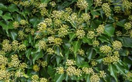 Sträucher im Herbst und Winter