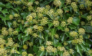 Sträucher im Herbst und Winter