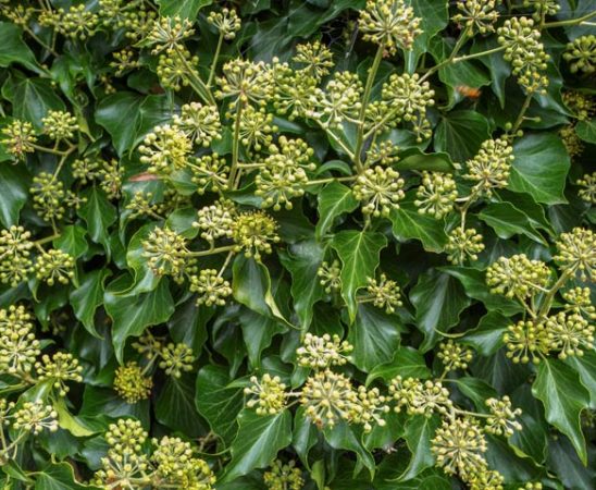 Sträucher im Herbst und Winter