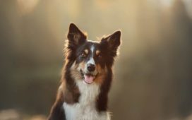 Besonders schlaue Hunderassen