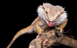 Bartagame richtig füttern