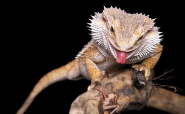 Bartagame richtig füttern