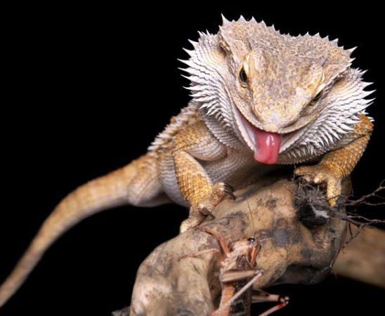 Bartagame richtig füttern