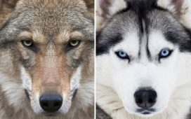 Unterschied Husky Wolf