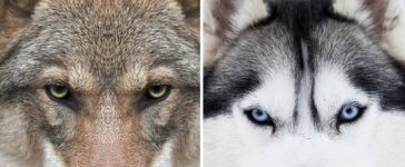 Unterschied Husky Wolf