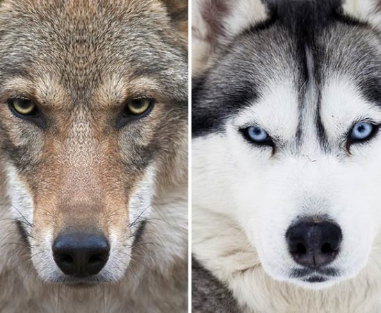 Unterschied Husky Wolf