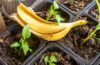 Bananenschale – Dünger statt Abfall