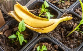 Bananenschale – Dünger statt Abfall