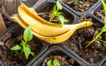 Bananenschale – Dünger statt Abfall