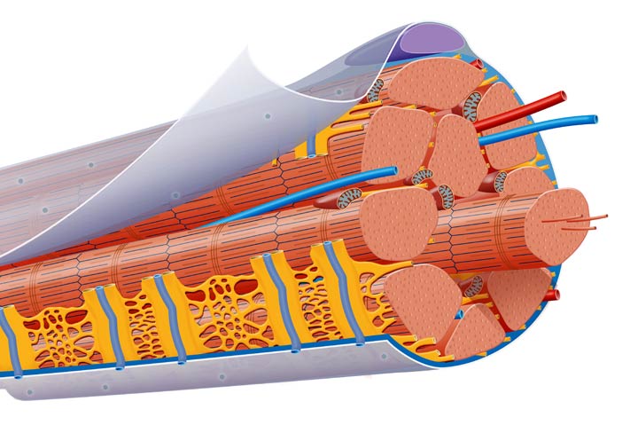 Wie hält man seine Faszien fit? Mister Wong