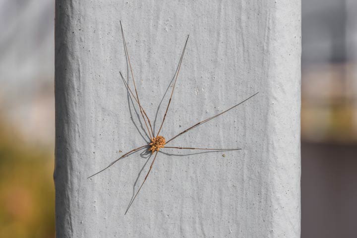 Heimische Spinnenarten sind meist ungefährlich