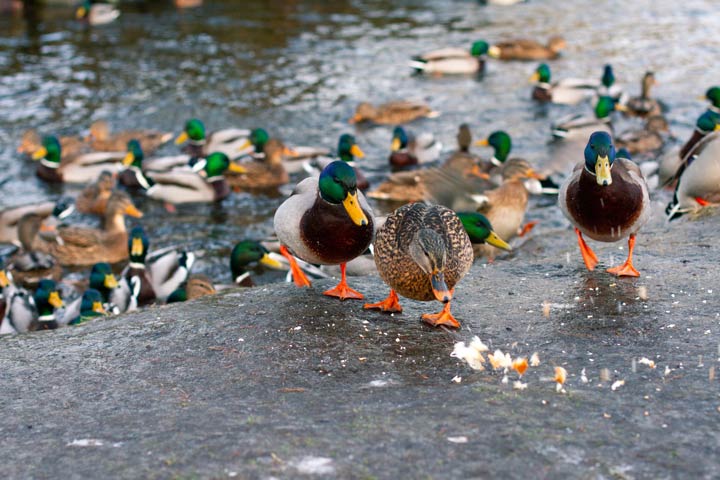 Brot für Vögel ungeeignet