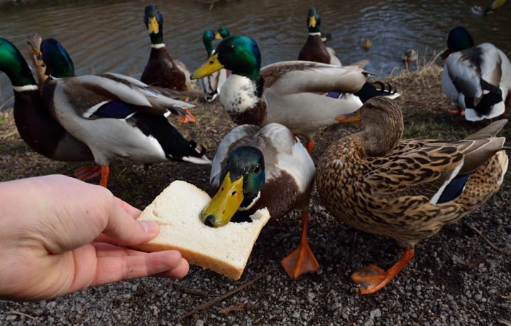 Enten im Winter mit Brot füttern
