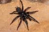 Extrem giftige Spinne in Australien entdeckt