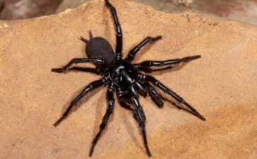Extrem giftige Spinne in Australien entdeckt