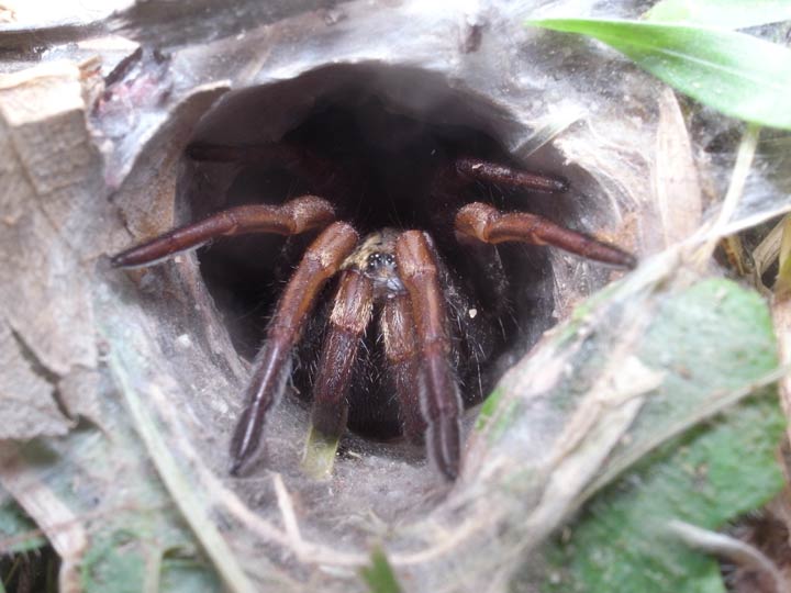 Sydney Funnel-Webs
