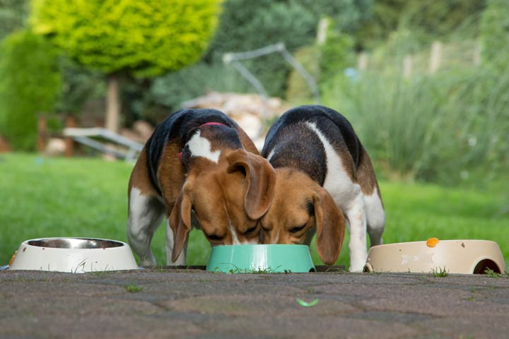 Andere Tiere mit Bedacht füttern