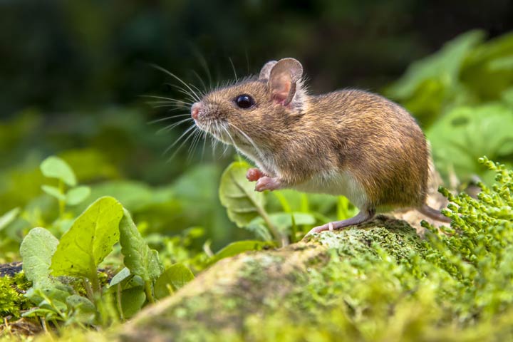 Mäuse sind ein wichtiger Bestandteil unseres Ökosystems