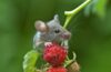Maus im Garten
