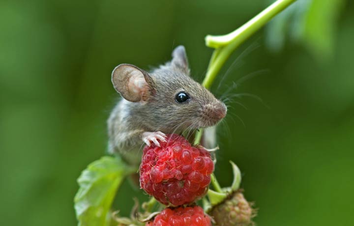 Maus im Garten