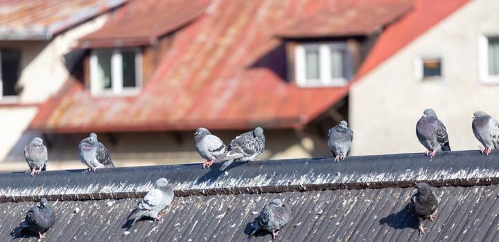 Wie gefährlich ist Taubenkot wirklich?