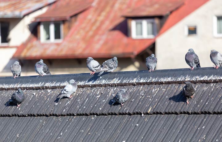 Wie gefährlich ist Taubenkot wirklich?