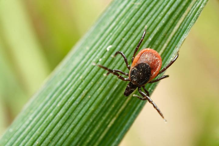 Zecken sind robuste Insekten