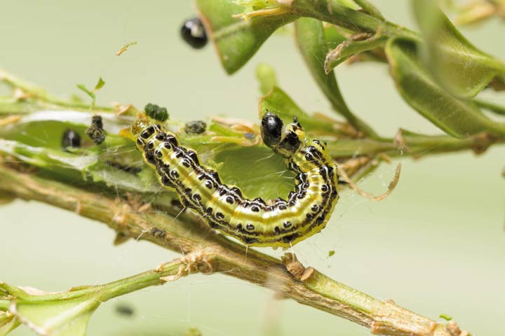 Entwicklung sogenannter Schadinsekten