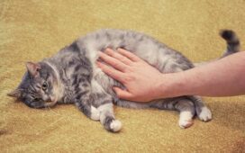 Urwampe bei der Katze