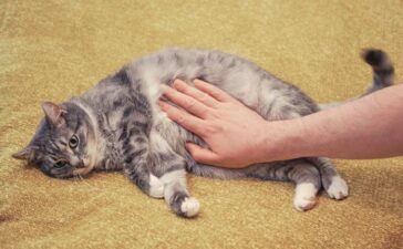 Urwampe bei der Katze